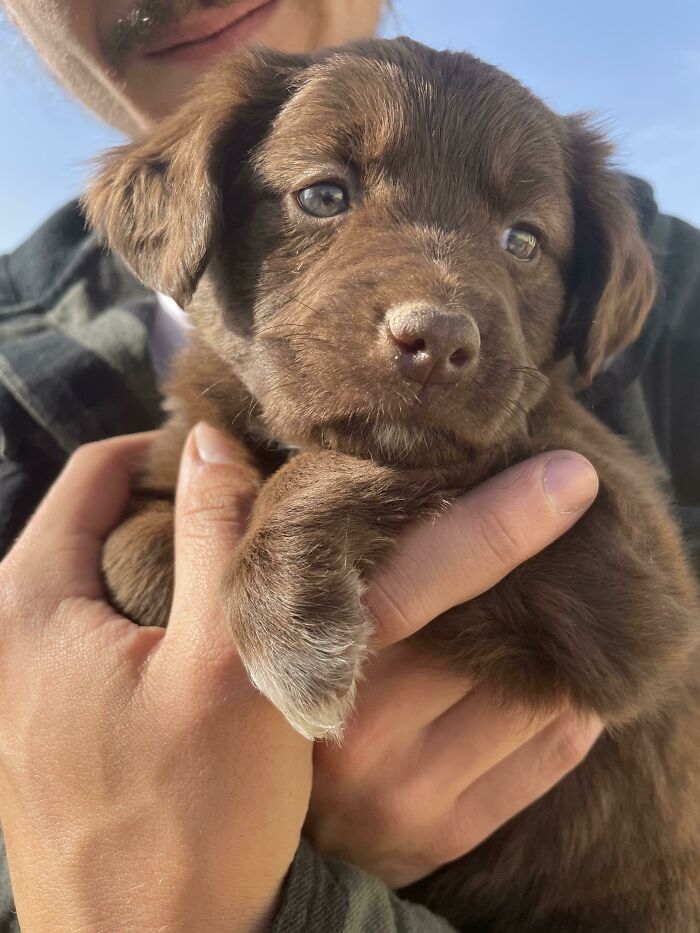 An aww-worthy photo of a person gently holding a brown puppy, its soft fur and innocent gaze lifting spirits.