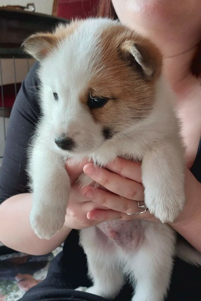 Aww-worthy photo of a cute puppy held in hands, lifting spirits with its adorable gaze.
