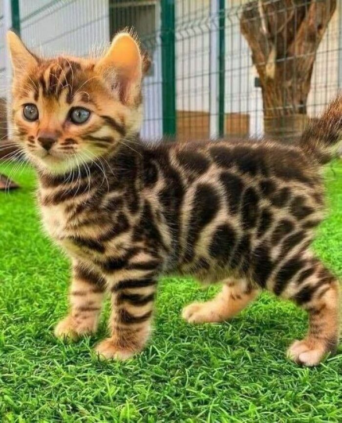 A small, spotted Bengal kitten with blue eyes stands on green grass, an adorable photo to make a bad day better.