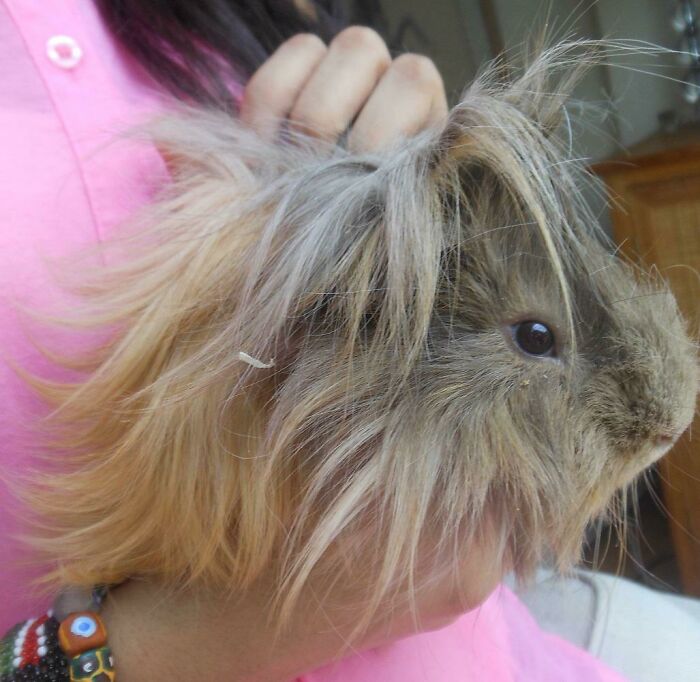 A fluffy brown guinea pig with wild hair is held by a person in a pink shirt, an aww-worthy image for a bad day.