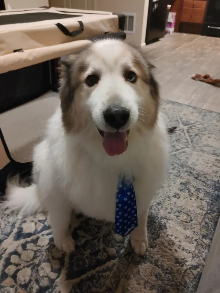 A large, fluffy white dog with brown markings wears a blue tie, offering a cute photo to brighten a bad day.