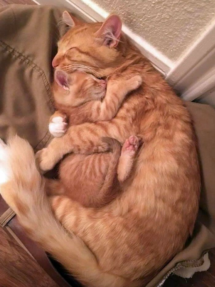 An orange mother cat cuddles a tiny kitten, a sweet moment to lift spirits on a bad day.