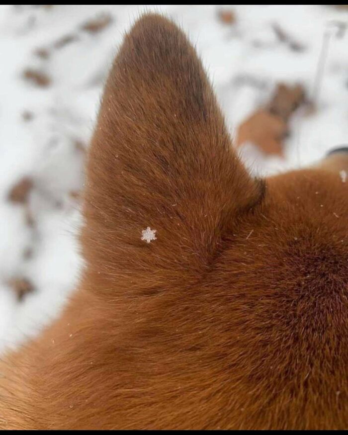 A tiny, perfect snowflake rests on the furry ear of a brown dog, a heartwarming sight on a bad day.