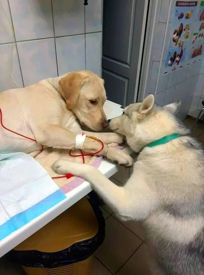 Two dogs touching noses in a veterinary setting, a sweet moment that may lift your spirits.