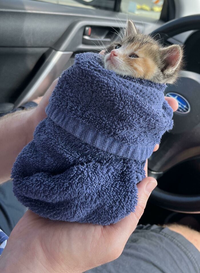 A tiny kitten wrapped snugly in a blue towel, a heartwarming sight to lift your spirits.