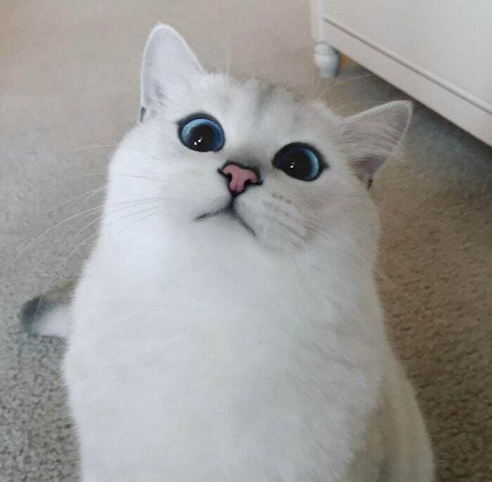 A fluffy white cat with striking blue eyes that may lift your spirits on a bad day.