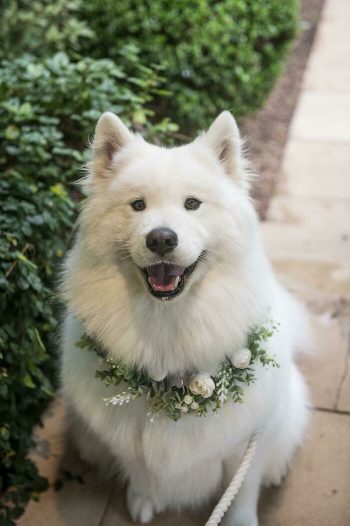 A happy Samoyed dog wearing a floral wreath to lift your spirits on a bad day.