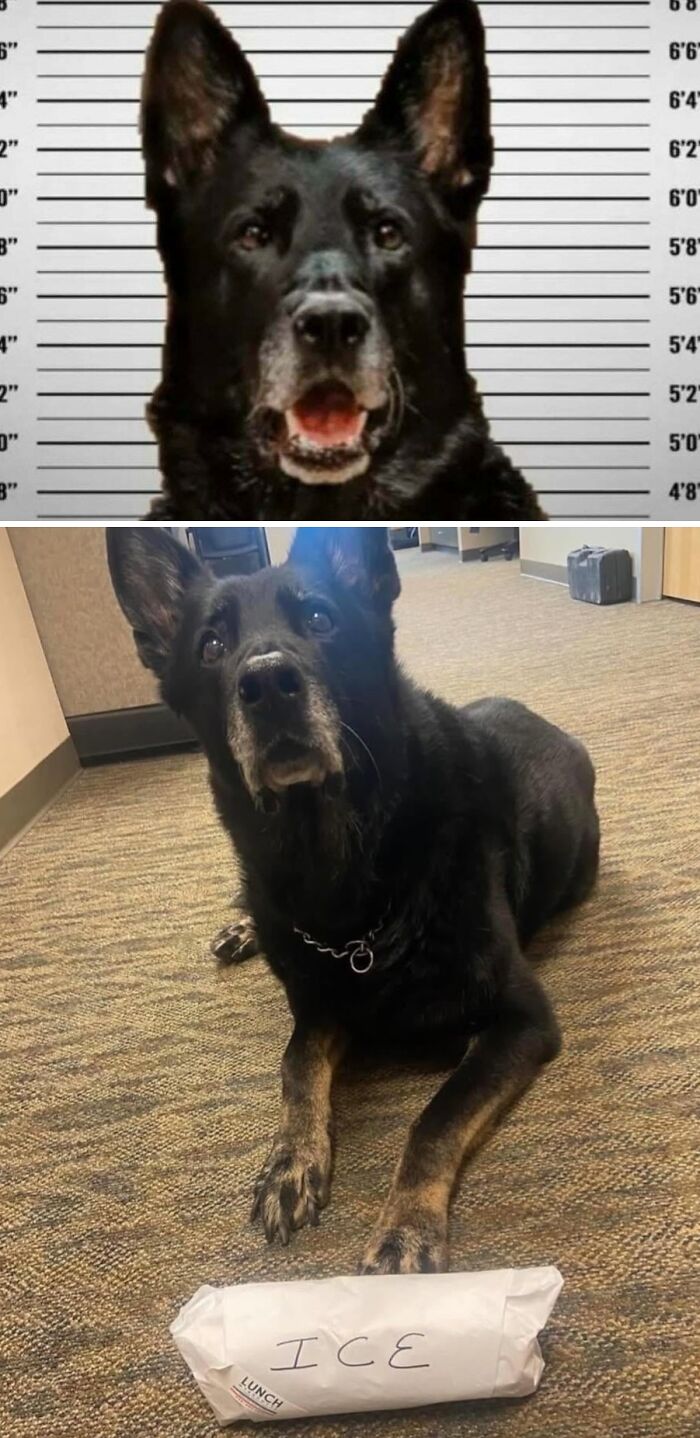 A black dog in a mugshot-style photo and later lying down with a bag labeled ICE. Aww-worthy photos can lift your spirits.
