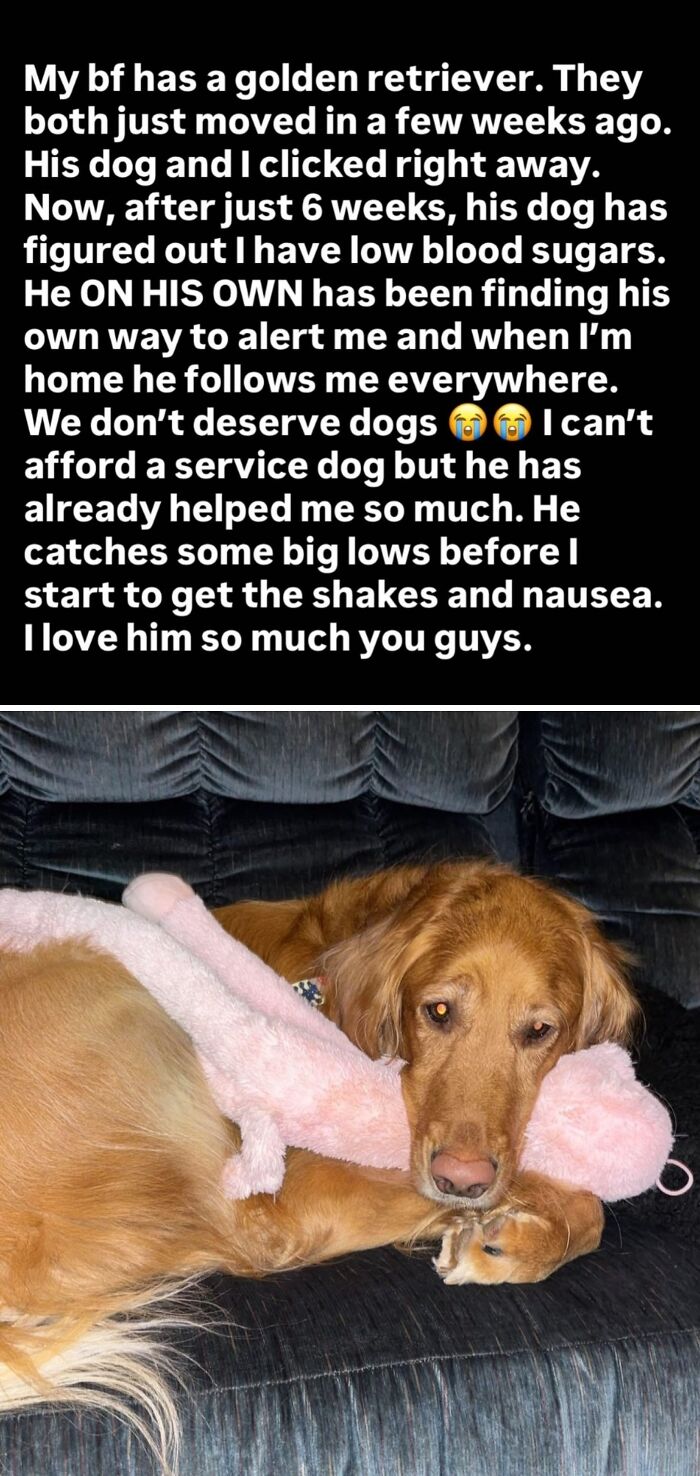 A golden retriever dog with a pink plush toy. Aww-worthy photos of dogs can lift your spirits.