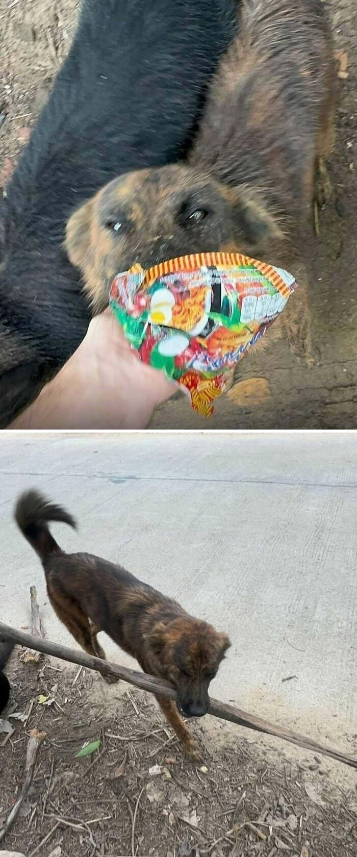 A person offering a treat to a dog. Aww-worthy photos of dogs can lift your spirits.
