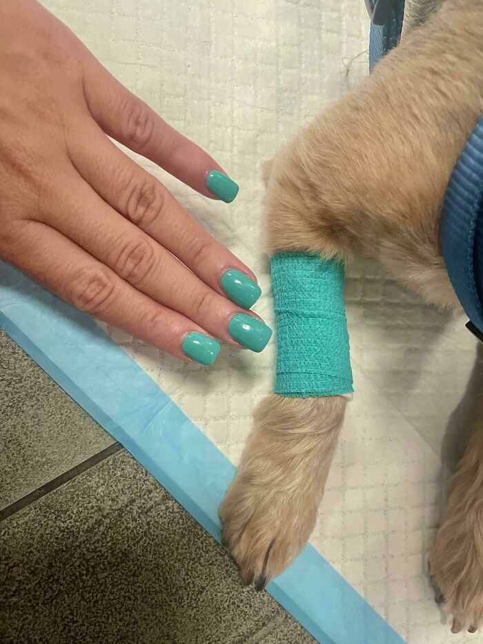 A hand with teal nails beside a dog's leg wrapped in a teal bandage, showing satisfying paint matches.