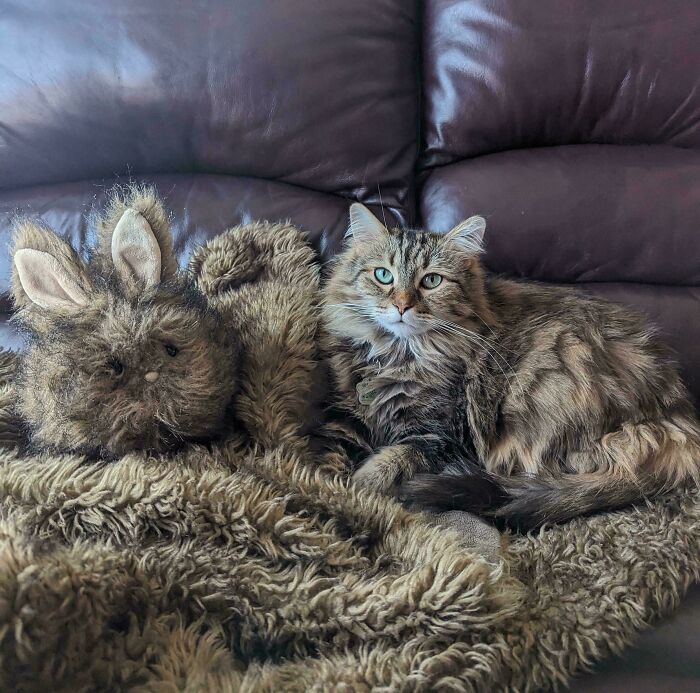 A fluffy brown cat with striking green eyes, resting on a brown fuzzy blanket next to a matching furry toy, illustrating satisfying paint matches.