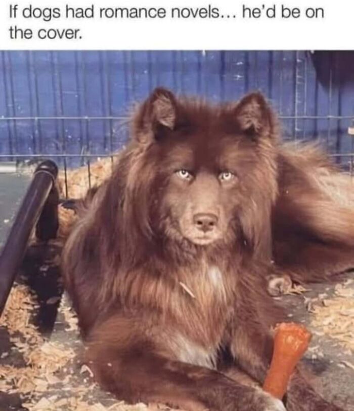 This Facebook Page Shares The Funniest And Cutest Animal Memes On The Internet, And Here Are 50 Of The Best Ones