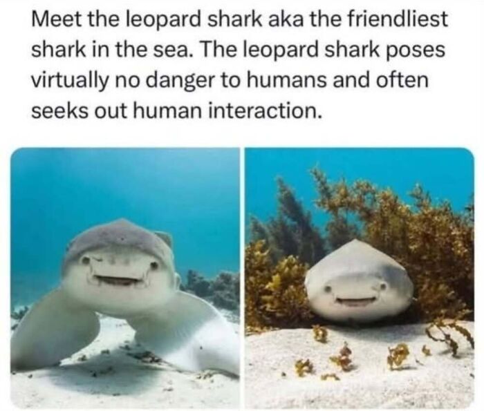 This Facebook Page Shares The Funniest And Cutest Animal Memes On The Internet, And Here Are 50 Of The Best Ones