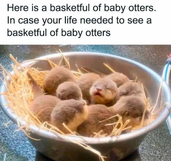 This Facebook Page Shares The Funniest And Cutest Animal Memes On The Internet, And Here Are 50 Of The Best Ones