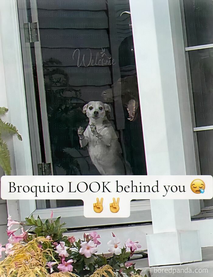 A white dog standing on its hind legs, looking out a window. Text below reads, 'Broquito LOOK behind you,' with a terrifying reflection in the window. This image is a weird meme.