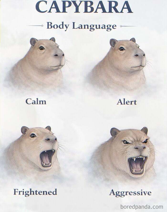 A weird meme illustrating capybara body language with four expressions: calm, alert, frightened, and aggressive.
