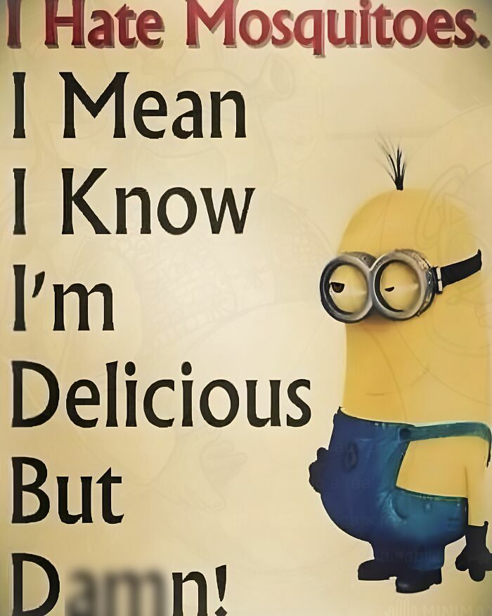 A Minion meme saying, I Hate Mosquitoes. I Mean I Know I'm Delicious But D**n!