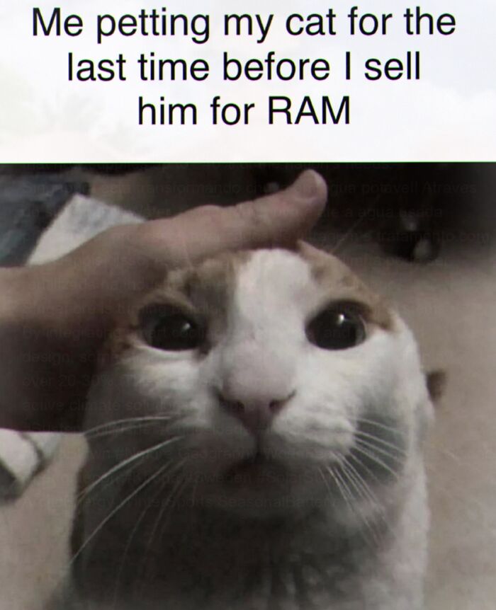 A weird meme showing a hand petting a cat with the text Me petting my cat for the last time before I sell him for RAM.