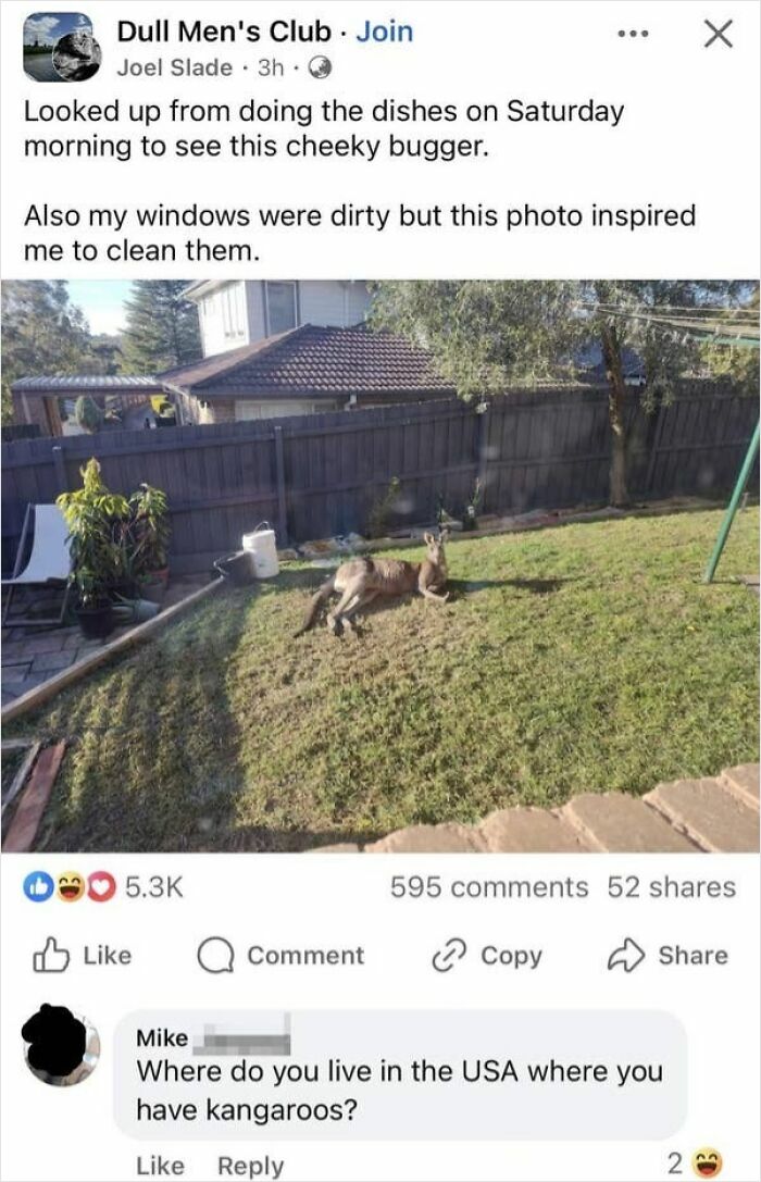 A screenshot showing a Facebook post about a kangaroo in a yard, with a confused American asking about kangaroos in the US.