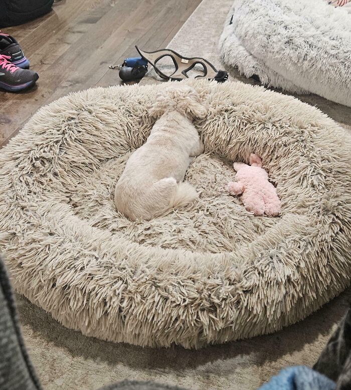 A fluffy white dog sleeping in a beige, circular dog bed, perfectly matching its fur, with a pink toy.