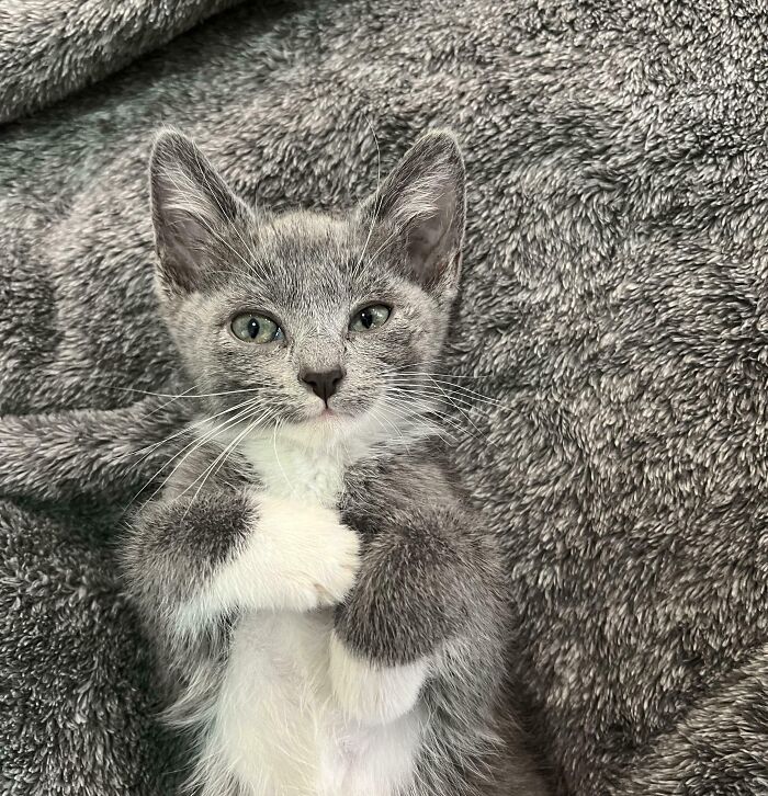 A cute grey and white kitten with green eyes, lying on a fluffy grey blanket, showcasing satisfying paint matches.