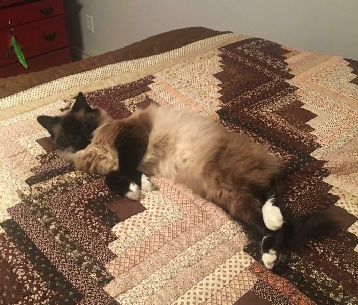 A fluffy brown and black cat sleeping on a patterned quilt with brown and tan tones, a satisfying paint match.