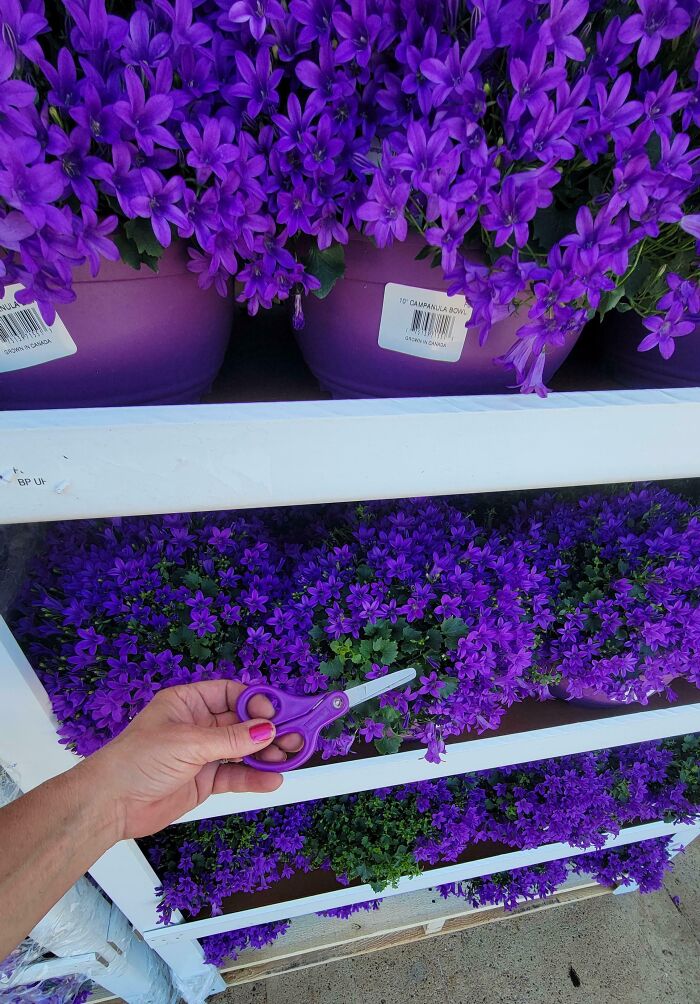 A hand holding purple scissors above rows of vibrant purple flowers in purple pots, highlighting satisfying paint matches.
