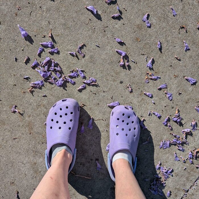 Purple Crocs on a sidewalk covered in fallen purple flowers, creating a perfect and satisfying paint match.