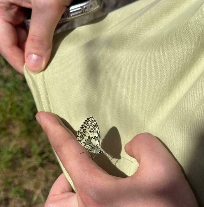 A small, patterned butterfly resting on a finger, perfectly blending with the color of the fabric being held. Satisfying paint matches.