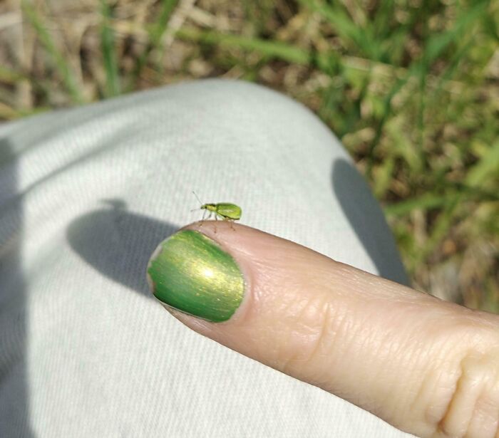 A small green bug resting on a finger with a green painted nail, a satisfying paint match.
