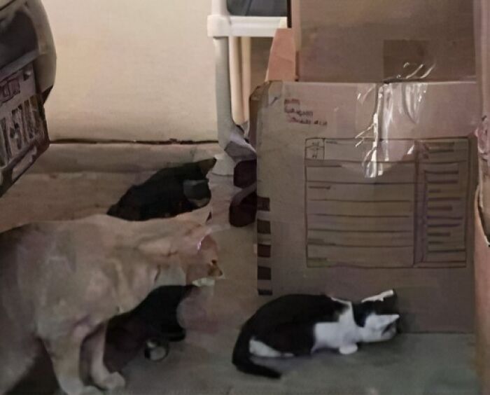 Four aww-worthy cats, bug experts, are cautiously observing a garage bug, lifting spirits.