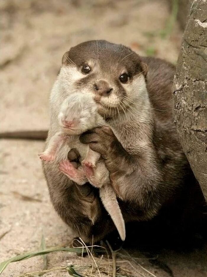 Aww-worthy photo of an otter cuddling its adorable baby, lifting spirits.