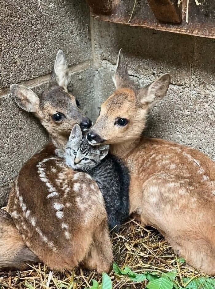 Aww-worthy photos of two baby deer cuddling with a small kitten, a heartwarming sight to lift your spirits.