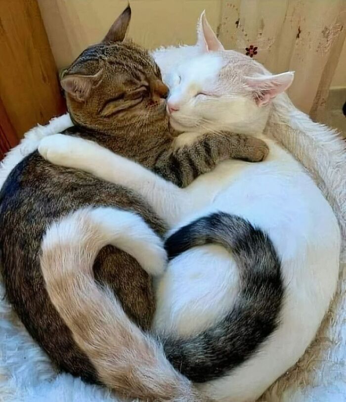 Two aww-worthy cats are cuddling and sleeping together, forming a heart shape with their bodies.