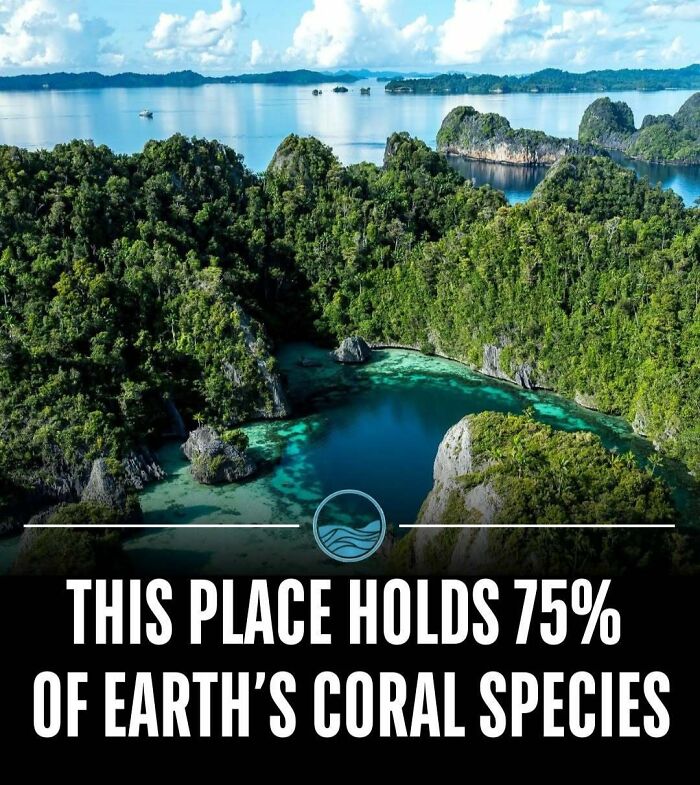Aerial view of a tropical bay with lush green islands and clear blue water, highlighting unseen facts about coral species.