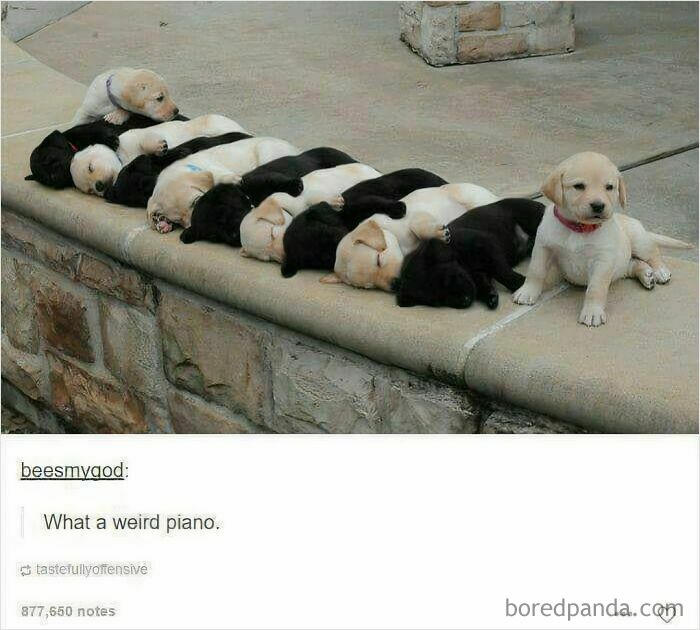 Aww-worthy photos of a line of puppies sleeping on a ledge, with one puppy sitting up.