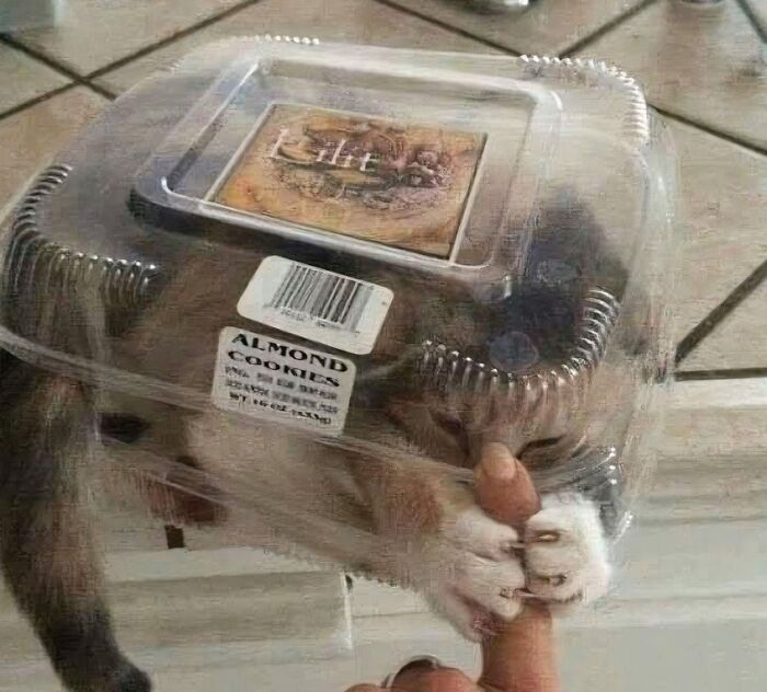 Aww-worthy photo of a kitten comically crammed inside an almond cookies container, playfully biting a finger.