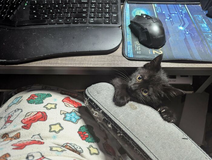 A small black kitten peeking over an office chair armrest with its cat claw exposed.