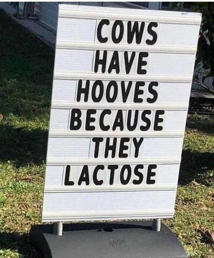A sign with a dumb pun: Cows have hooves because they lactose.