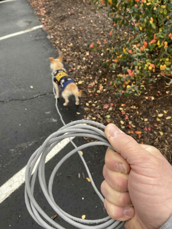 Wild and unhinged way to fix a dog leash using an ethernet cable.
