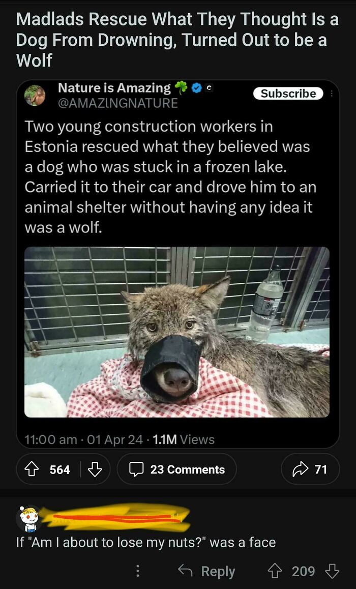A funny image showing comments section about madlads rescuing a wolf they thought was a dog.
