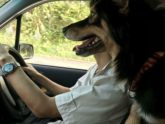 A person with a dog's head driving a car, a photo you need to look twice at to understand.