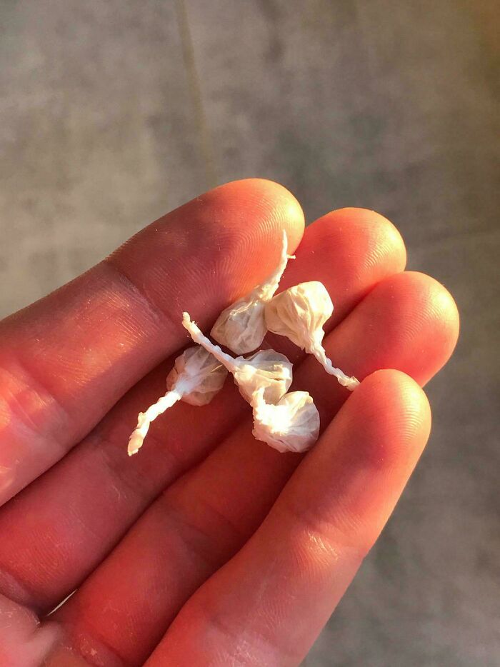Small, white paper firecrackers held in a person's palm, bringing back good memories of life in the 80s.