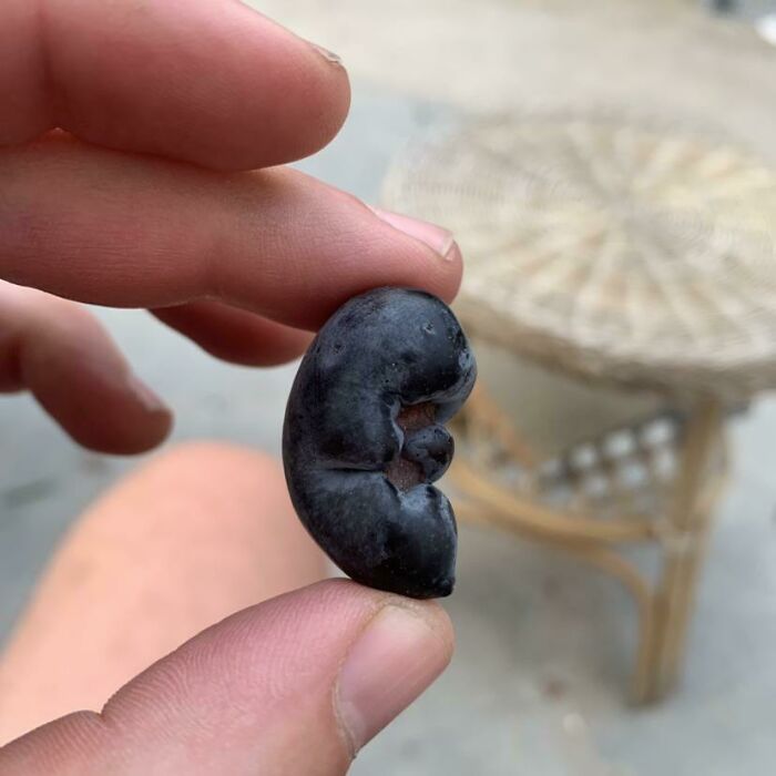 A hand holding a grape that looks like a kidney, a photo you need to look twice at to understand.