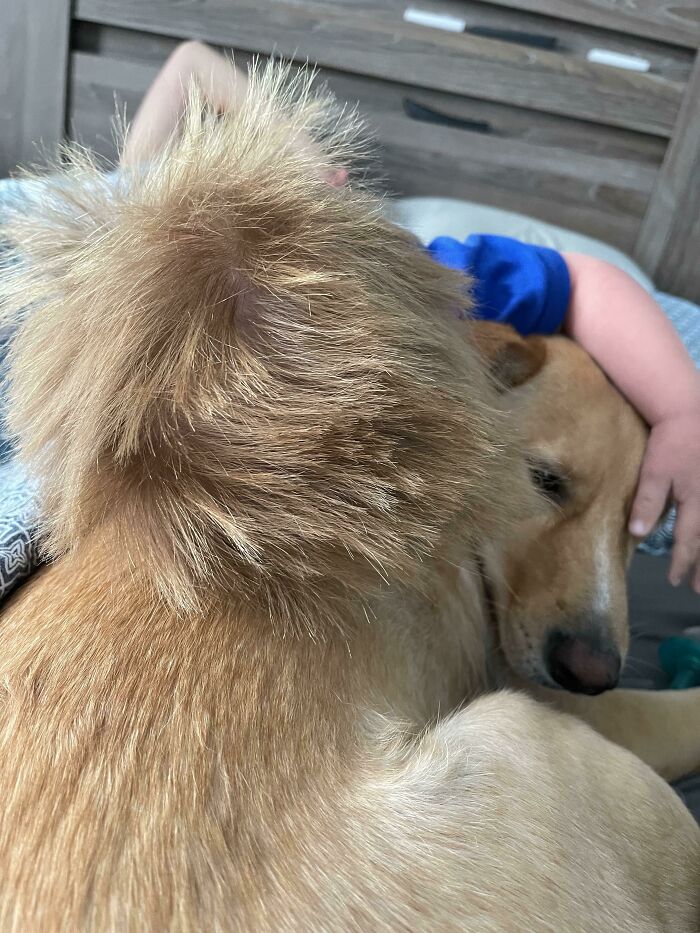 Dog with fur styled like a lion's mane cuddling with child