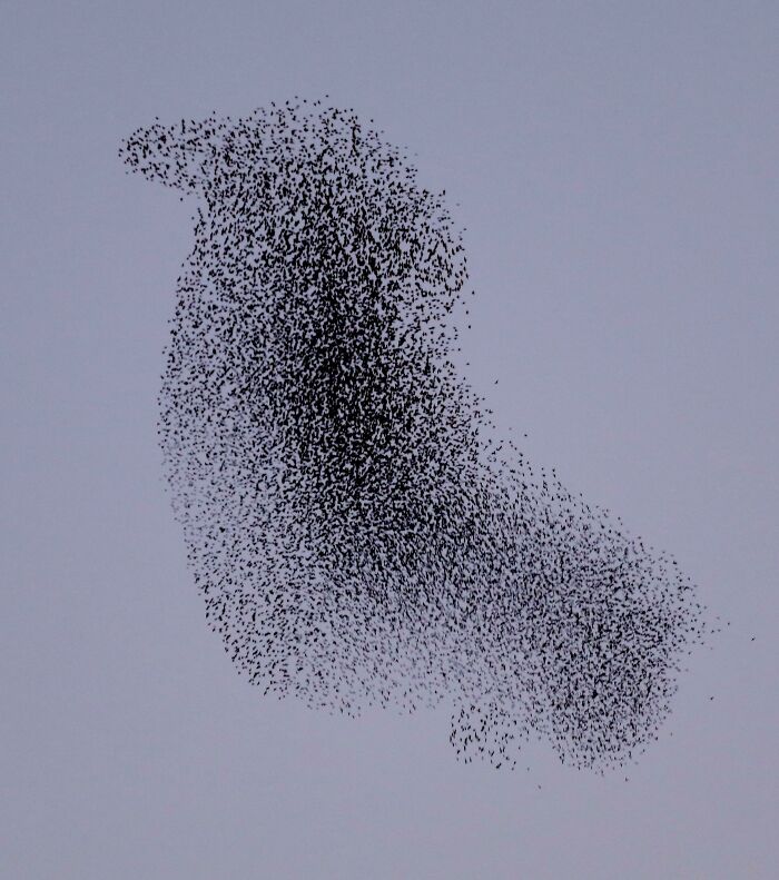 Flock of birds forming a large bird shape in the sky