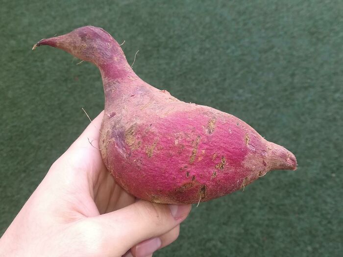 A hand holding a sweet potato shaped like a duck, creating a funny image that may need a second look.