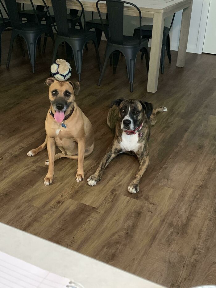 Two dogs in a living room, one with a ball on its head, an optical illusion photo that may need a second look.