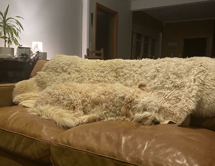 A furry dog sleeping on a couch, blending in with a sheepskin throw, a photo that may need a second look.